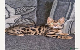 Bengal cats for sale: Bengal Kittens Tica Registered  - Image 25