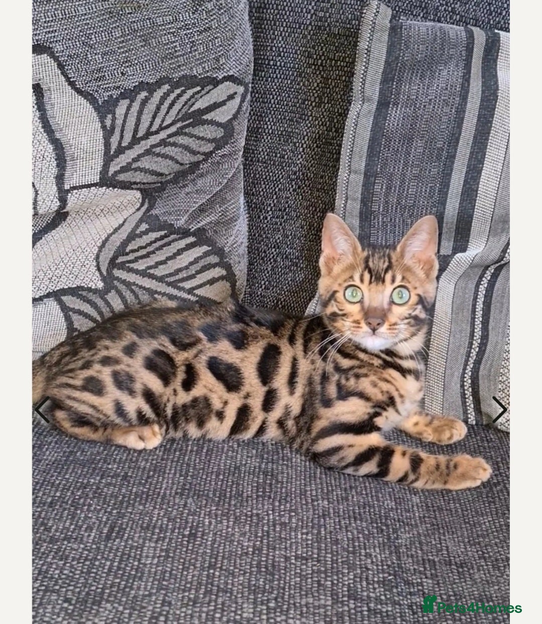 Bengal cats for sale: Bengal Kittens Tica Registered  - Image 25