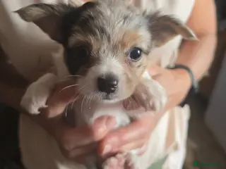Chihuahua dogs Stunning long haired chihuahua puppies - Advert 1