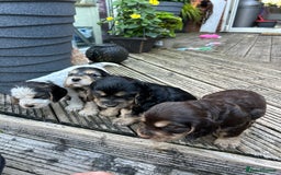 Cocker Spaniel dogs for sale: Cocker spaniel puppies - Image 8