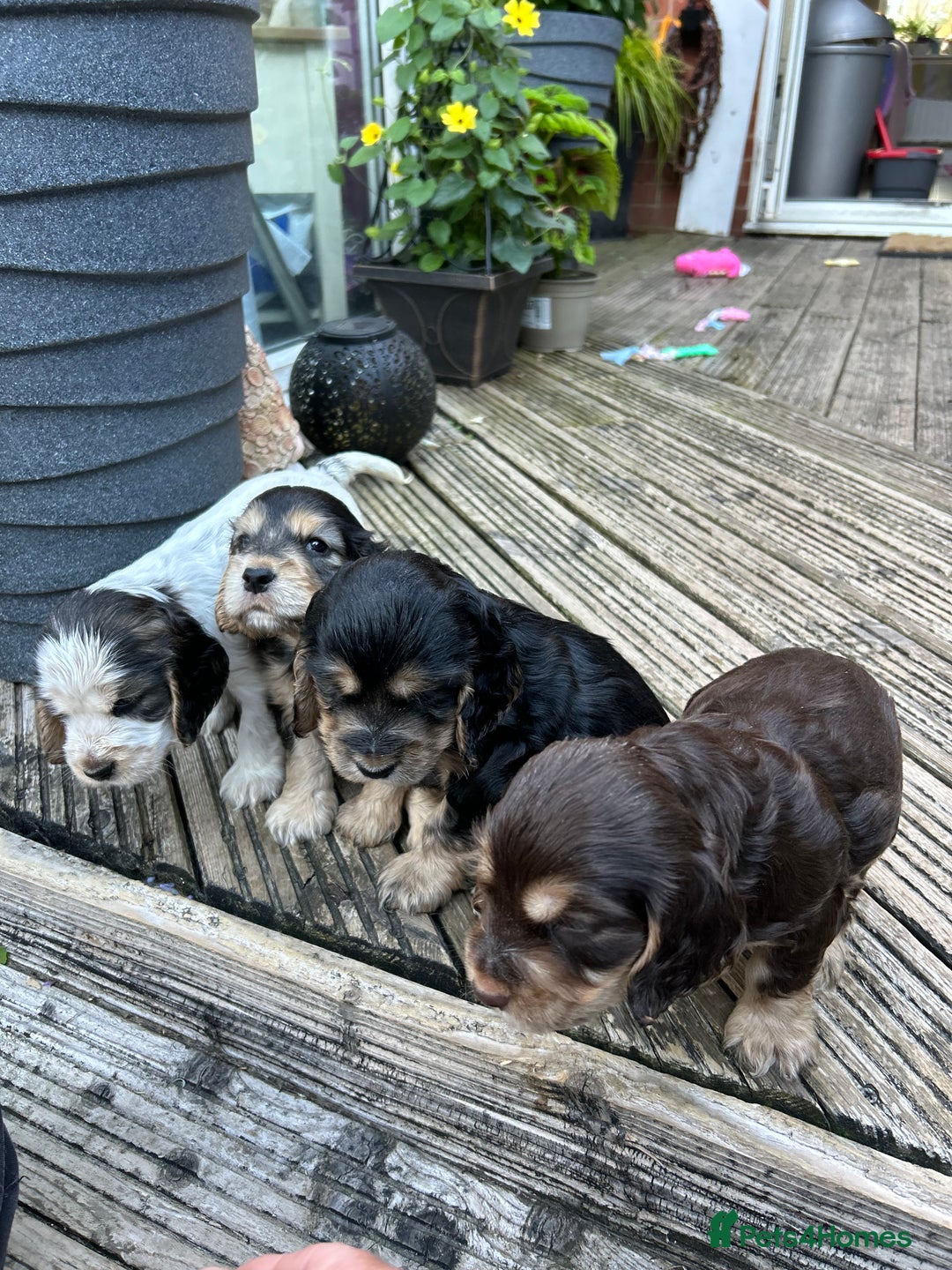 Cocker Spaniel dogs for sale: Cocker spaniel puppies - Image 8