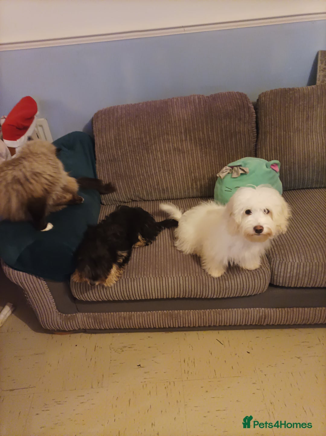 Maltipoo dogs for sale: Beautiful Maltipoo puppies  - Advert 13