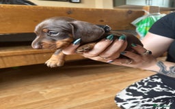 Miniature Dachshund dogs for sale: Smooth haired Miniature dachshund - Image 10