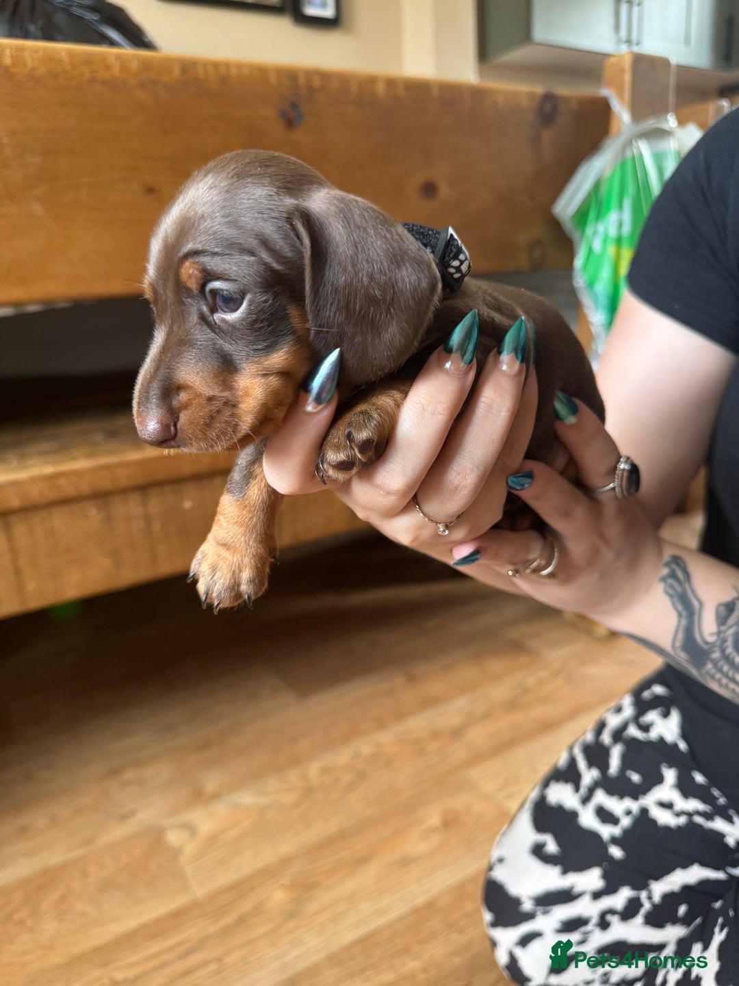 Miniature Dachshund dogs for sale: Smooth haired Miniature dachshund - Image 10