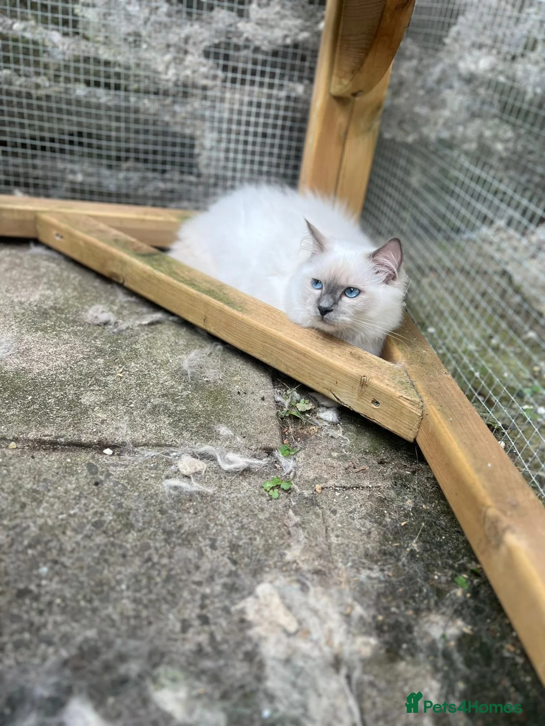 Ragdoll cats for sale: Beautiful boy Ragdoll  in Cardiff - Advert 2