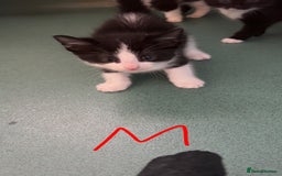 Mixed Breed cats for sale: Kittens for sale  - Image 3