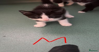 Mixed Breed cats - Advert 4