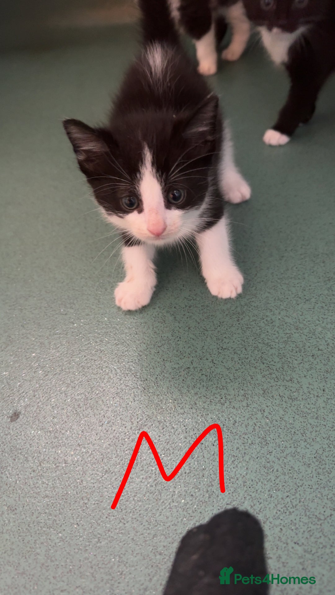 Mixed Breed cats for sale: Kittens for sale  - Image 3