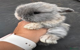 Mini Lop rabbits for sale: Pure bred mini lop baby bunnies. (Very friendly) - Image 2
