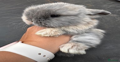 Mini Lop rabbits - Advert 3