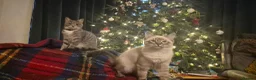 Mixed Breed cats for sale: Grey kittens - Advert 7