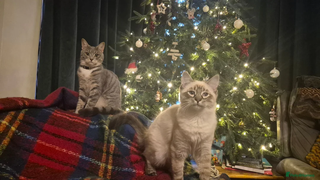 Mixed Breed cats for sale: Grey kittens - Advert 7