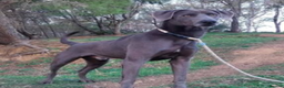 Weimaraner dogs for adoption: Sauron in New Romney - Advert 1