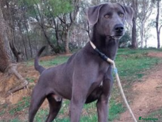 Weimaraner dogs in New Romney - Advert 29