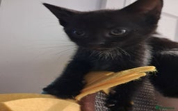 Mixed Breed cats for sale: 4 kittens for sale - Image 6