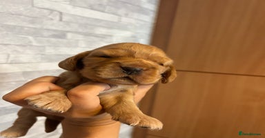 Cocker Spaniel dogs - Advert 6
