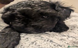 Shihpoo dogs for sale: F1b Shipoo Puppies  - Image 5