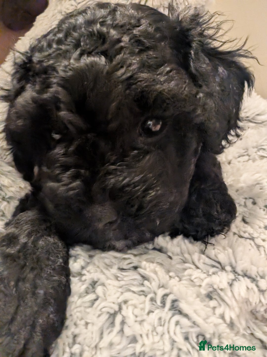 Shihpoo dogs for sale: F1b Shipoo Puppies  - Image 5