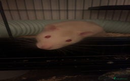 Rat rodents for sale: Male Rats - Image 2