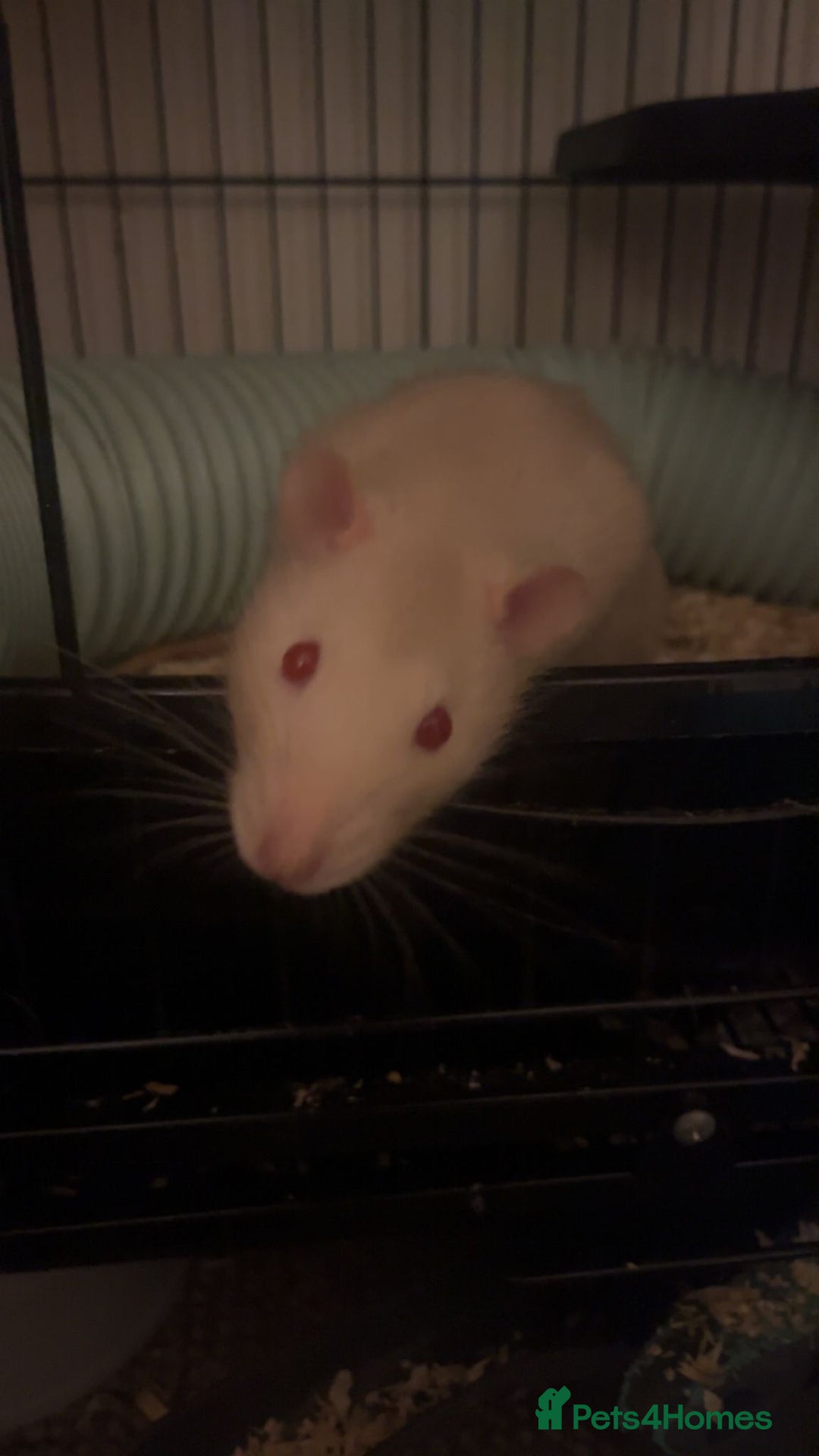 Rat rodents for sale: Male Rats - Image 2