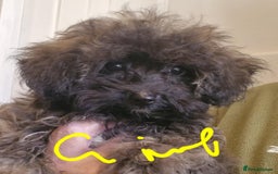 Maltipoo dogs for sale: Beautiful MALTIPOO Puppies - Reduced! - Image 7