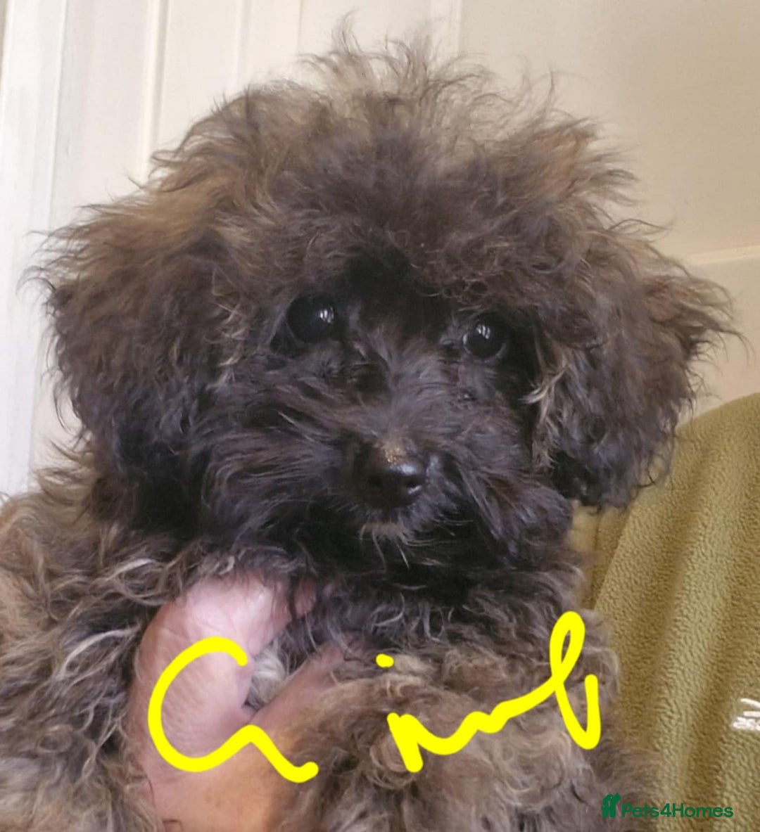 Maltipoo dogs for sale: Beautiful MALTIPOO Puppies - Reduced! - Image 7