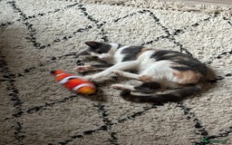 Domestic Shorthair cats for sale: Winnie - Image 3