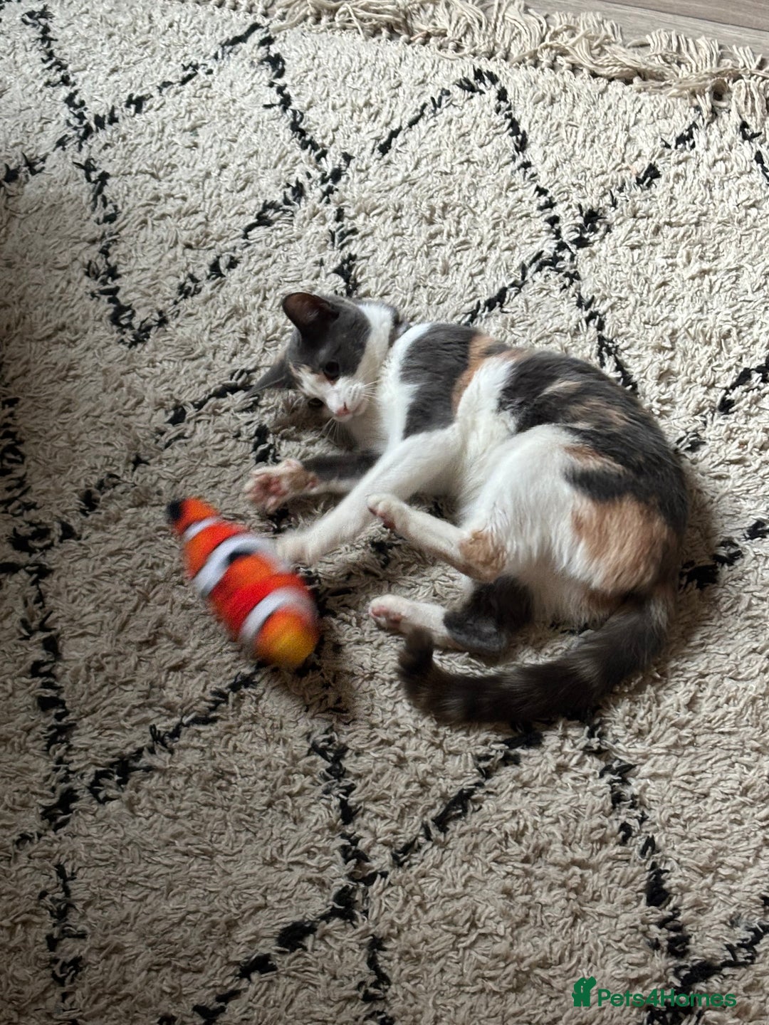 Domestic Shorthair cats for sale: Winnie - Image 3