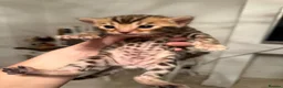 Bengal cats for sale: Outstanding Little Leopards 🐆  - Advert 15