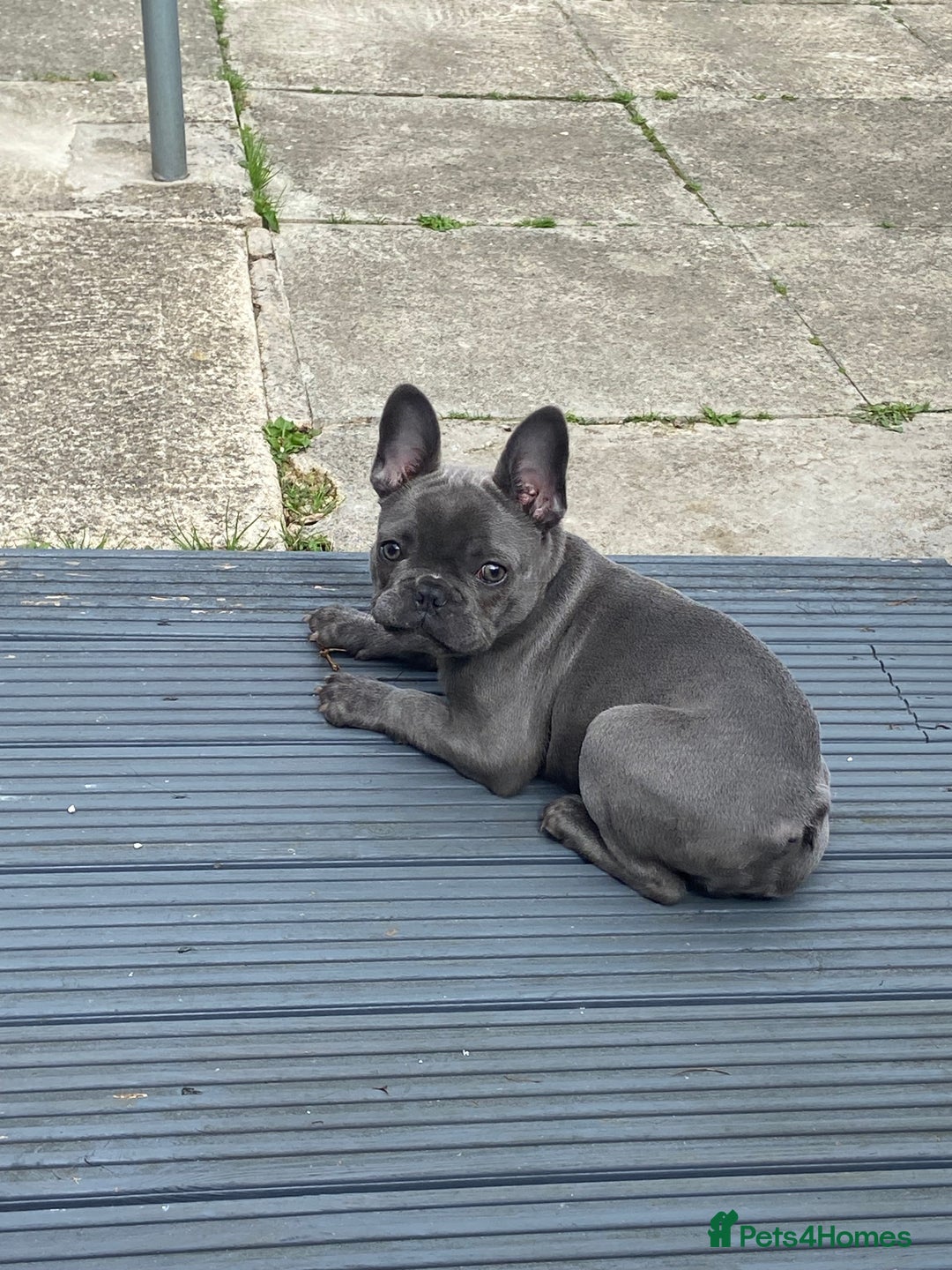 French Bulldog dogs for sale: French bulldog pup girl BLUE 13 weeks old - Image 10