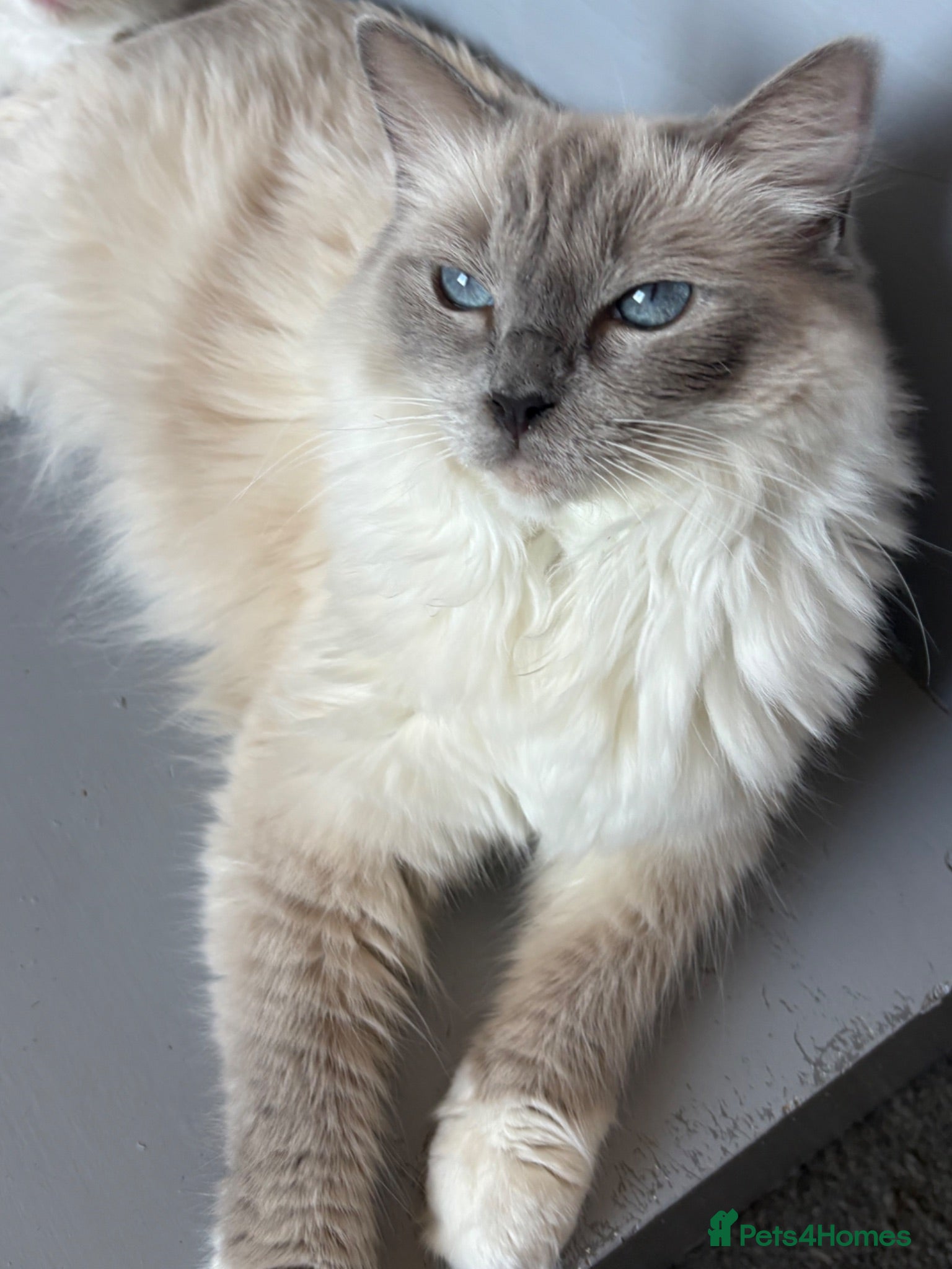 Ragdoll cats Adorable Gccf registered kittens  - Advert 1