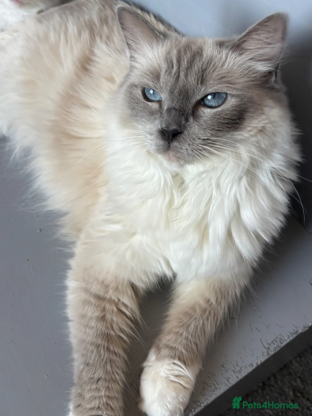 Ragdoll cats for sale: Adorable Gccf registered kittens  in Wakefield - Advert 1