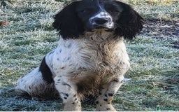 English Springer Spaniel dogs for sale: English springer spaniel pups  - Image 24