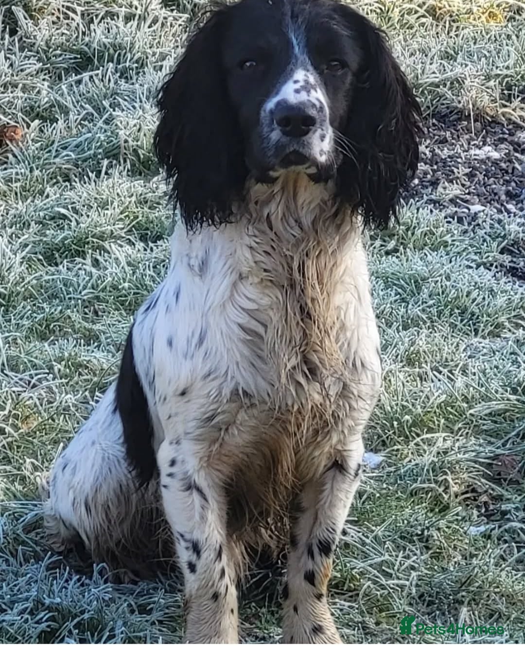 English Springer Spaniel dogs for sale: English springer spaniel pups  - Image 24