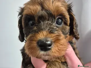 Cockapoo dogs Cockapoo - Advert 6