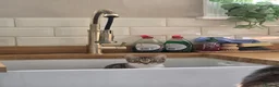 Domestic Shorthair cats for sale: 4 kittens looking for their forever homes 🩷 - Advert 17