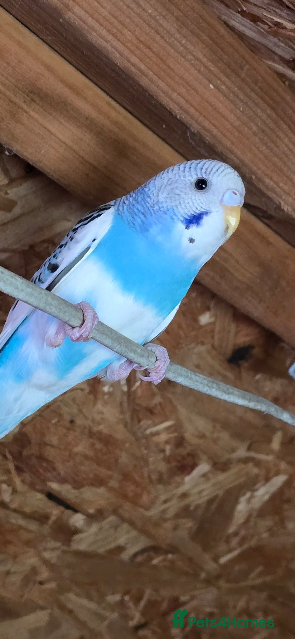 Budgerigars birds Gorgeous Baby Budgies - Advert 2
