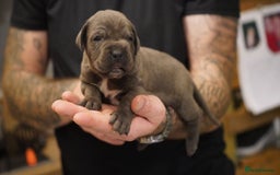 Cane Corso dogs for sale: 6 week old blue cane corso puppies  - Image 2