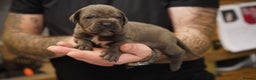 Cane Corso dogs for sale: Ready to leave blue cane corso puppies - Advert 2
