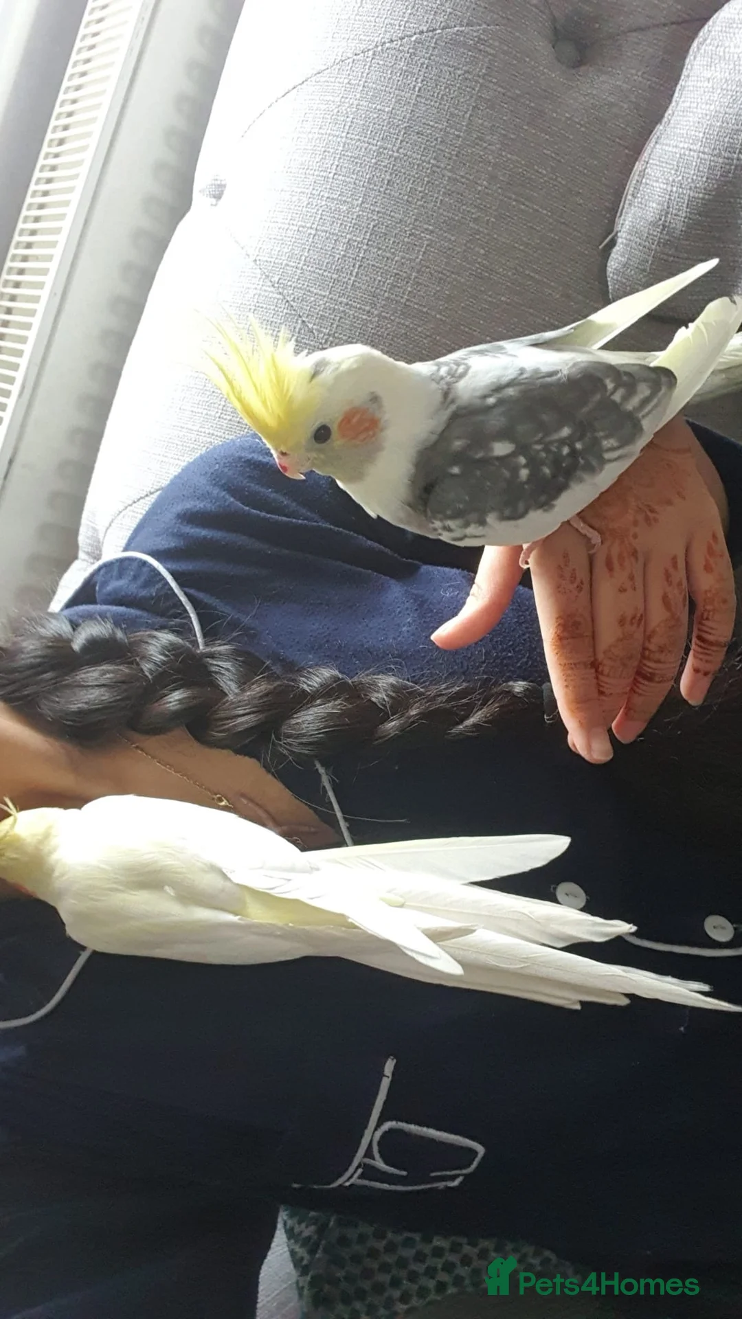 Cockatiels birds for sale: TWO HAND TAMED COCKATIELS in Stalybridge - Advert 1
