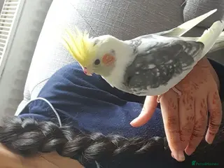 Cockatiels birds TWO HAND TAMED COCKATIELS - Advert 1