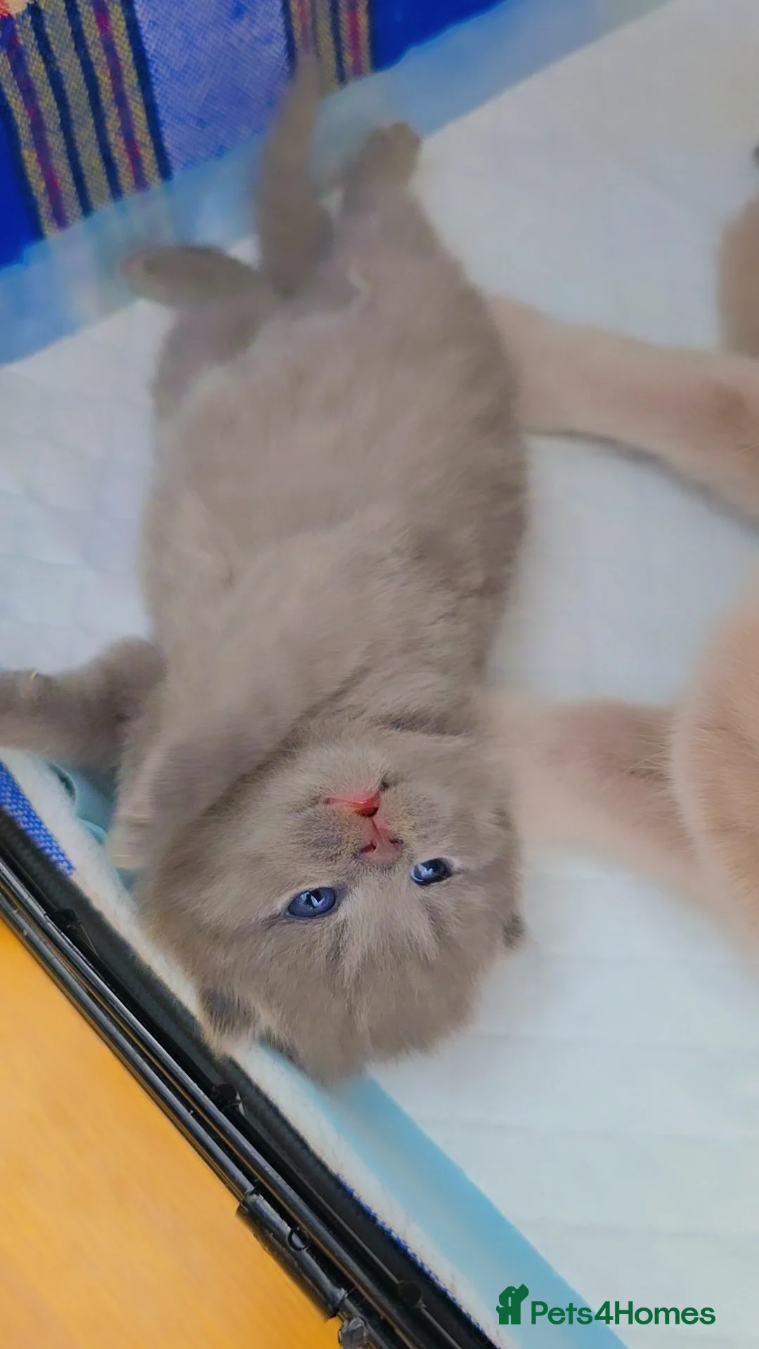 British Shorthair cats British Shorthair Kittens | Champion Lines - Advert 2