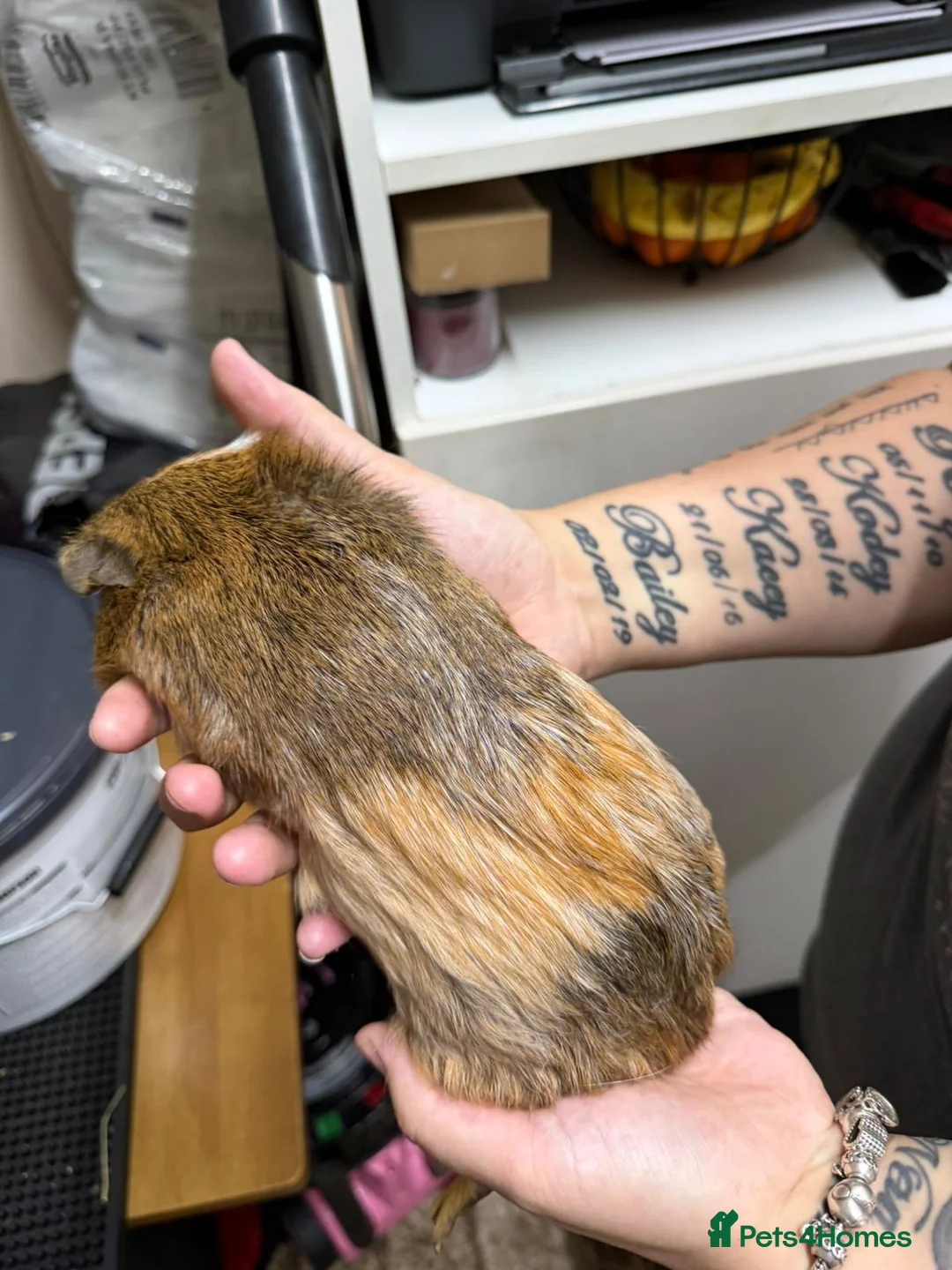 Guinea Pig rodents for sale: Guinea pig female  - Advert 2