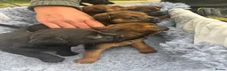 Patterdale Terrier dogs for sale: Patterdale puppies for sale in Dyffryn Ardudwy - Advert 1