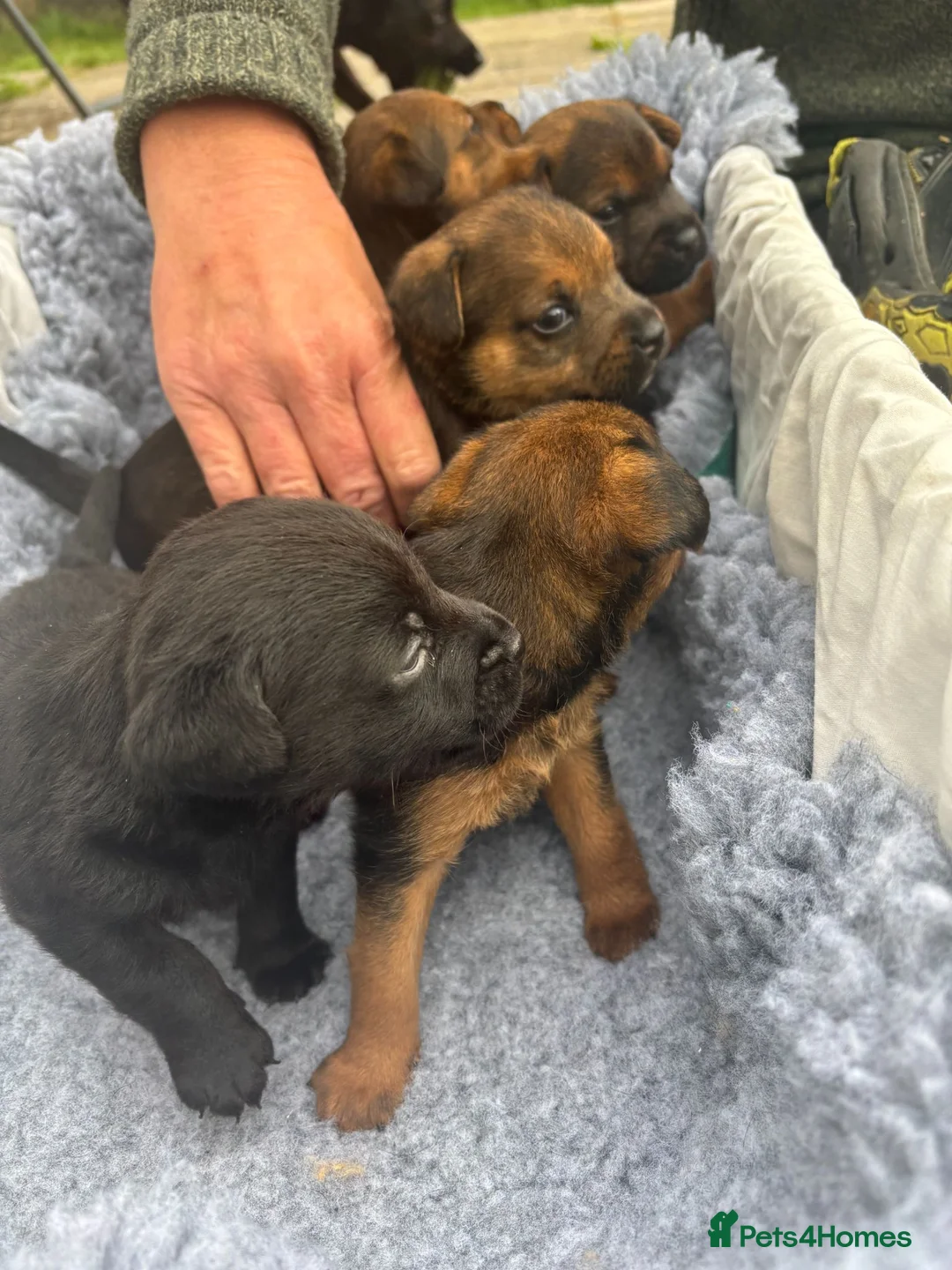 Patterdale Terrier dogs for sale: Patterdale puppies for sale in Dyffryn Ardudwy - Advert 1