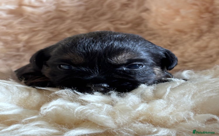 Border Terrier dogs - Advert 2