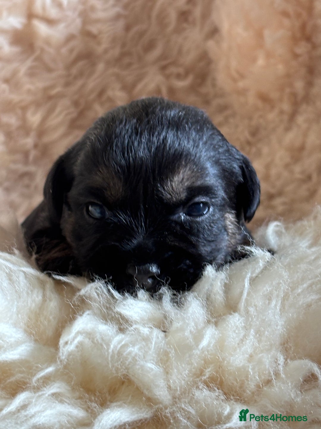 Border Terrier dogs for sale: Border Terriers  - Image 1