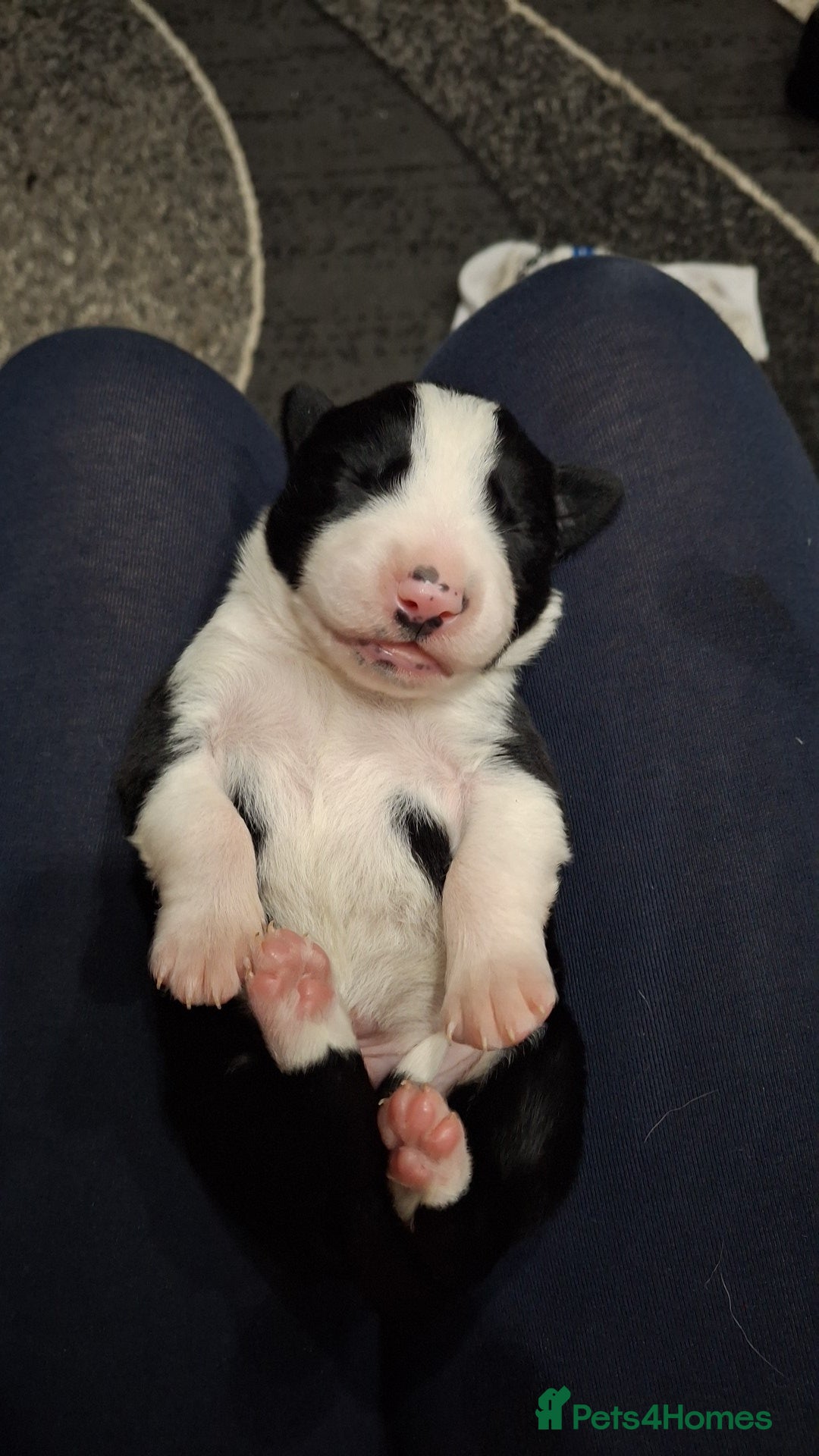 Border Collie dogs Border collie pups - Advert 5