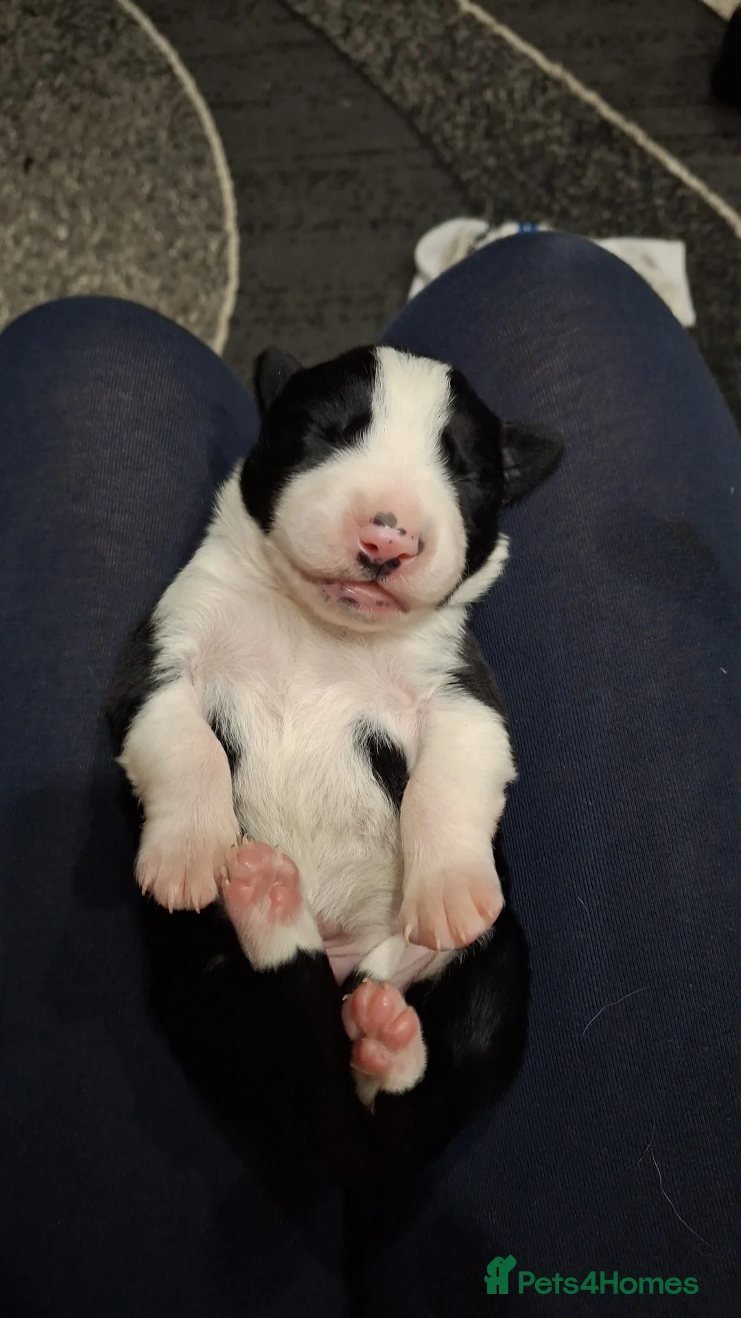 Border Collie dogs for sale: Border collie pups - Advert 1