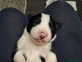 Border Collie dogs Border collie pups - Advert 5